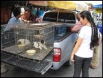 Sunday Market2