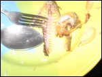 Fish Head