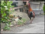 Rooster Alarm Clock