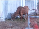 Steer