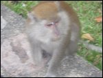 Monkeys!7