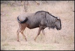 Kudu (has a white toilet ring on it's butt. 