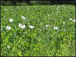 Poppy Fields for Opium