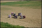 Women working the fields