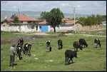 Looking after the cows EVERY DAY ALL DAY