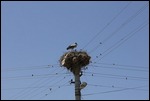 Stork and Chicks - turkey