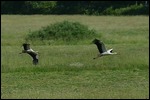 Storks in Lithuania