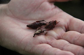 Chapulines: fried, crispy, hot, chilli grasshopper