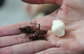 Grasshopper & quesillo