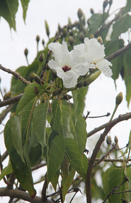 Kapok tree