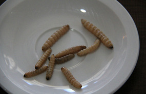Worms