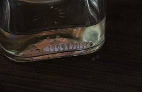 Worm in the bottom of the mezcal bottle