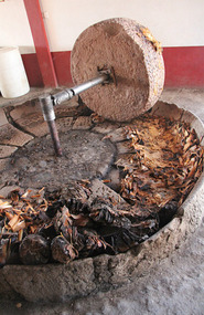 Griding the agave