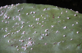 Cochineal parasite lives on prickly pear cactus
