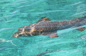 Nurse shark