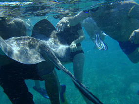 Sting ray