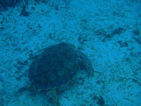 Turtle