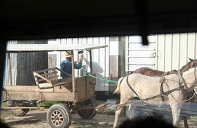 Mennonite