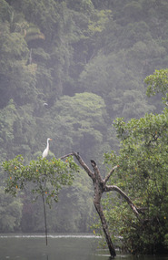 White heron