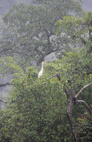 White heron