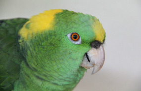 Polly
