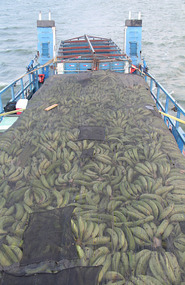 Truck load of bananas