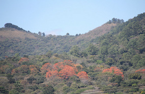 African Tulip - flame of the forest