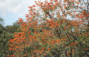 African Tulip - seen throughout the trip