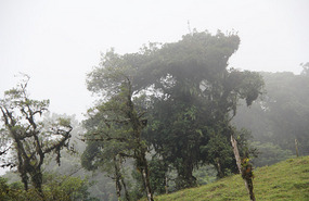 Up in the mountain top mist