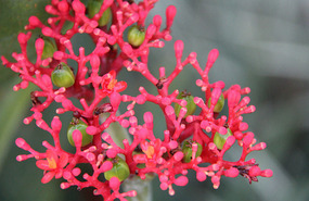 Central Park flowers