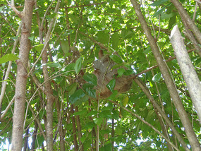 Sleeping sloth