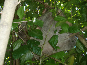 Sleeping sloth