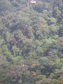 Wayne's bungy