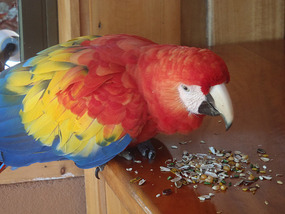 Macaw