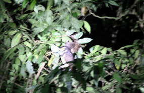 Spectacled Owl with its Brown Jay catch