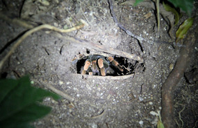 Tarantula