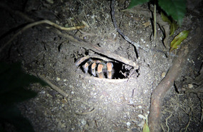 Tarantula