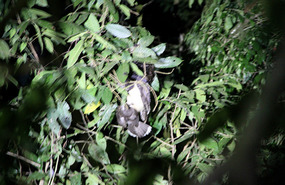 Spectacled Owl with its Brown Jay catch