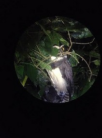 Spectacled Owl