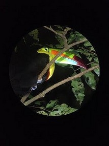 Keel-billed Toucan
