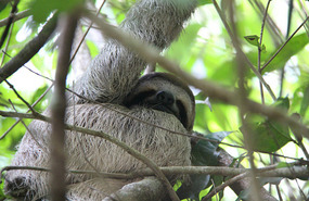 Sloth