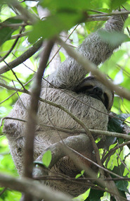 Sloth