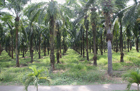 Banana plantation