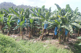 Banana plantation
