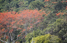 African Tulip - flame of the forest
