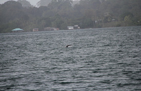 Dolphins