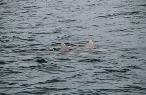 Dolphins