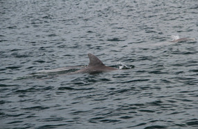 Dolphins
