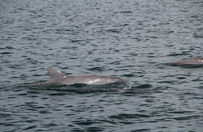 Dolphins