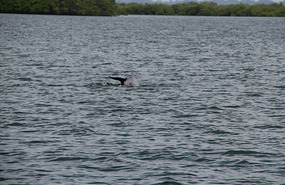 Dolphins